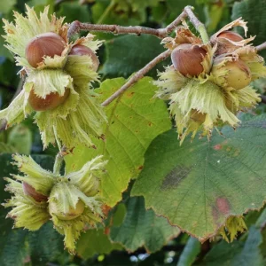 Corylus avellana ‚Wunder aus Bollweiler‘ – Haselnuss, Fruchtsorte