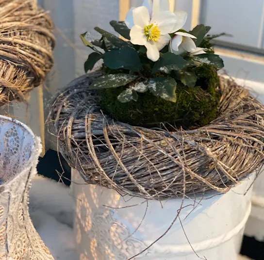 Helleborus niger – Schneerose, Christrose – Bild 6