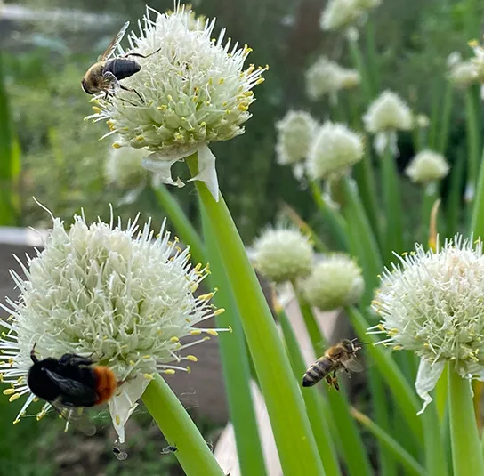 Frühlingszwiebel (Allium fistulosum) Saatgut – Bild 3