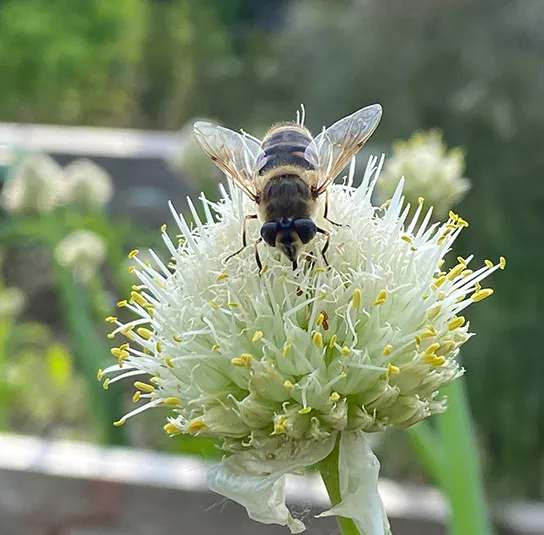 Frühlingszwiebel (Allium fistulosum) Saatgut – Bild 4
