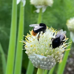 Frühlingszwiebel (Allium fistulosum) Saatgut
