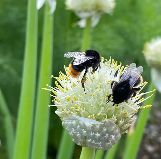 Frühlingszwiebel (Allium fistulosum) Saatgut – Bild 2