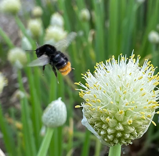 Frühlingszwiebel (Allium fistulosum) Saatgut – Bild 5