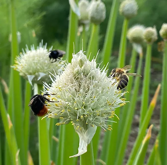 Frühlingszwiebel (Allium fistulosum) Saatgut – Bild 6