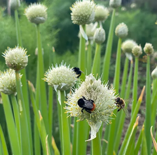 Frühlingszwiebel (Allium fistulosum) Saatgut – Bild 7