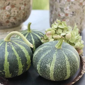 Kürbis – Flat Striped