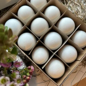 Set Gänseeier – 12 Stk.