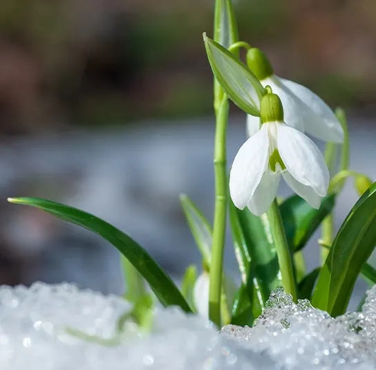 Zwiebel Galanthus nivalis – Kleines Schneeglöckchen – Bild 4