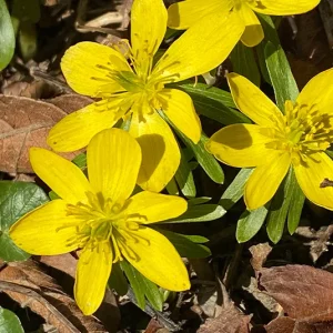 Eranthis hyemalis – Winterling
