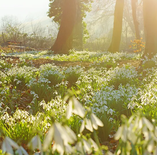 Zwiebel Galanthus nivalis – Kleines Schneeglöckchen – Bild 3