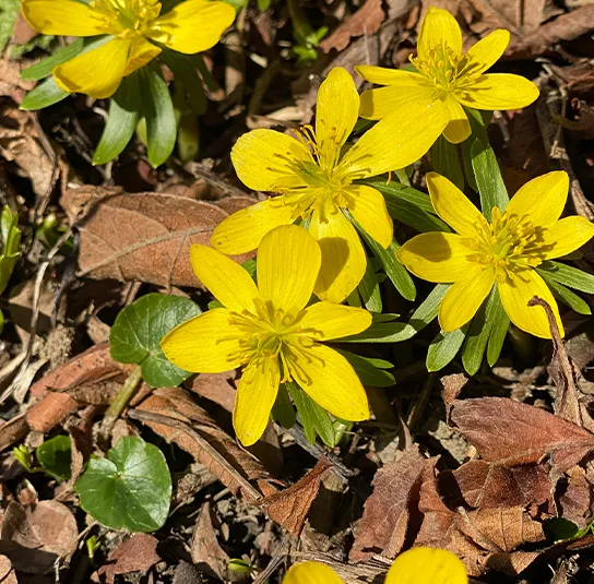 Zwiebel Eranthis hyemalis – Winterling – Bild 5