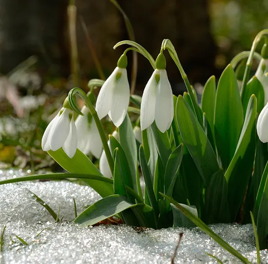 Zwiebel Galanthus nivalis – Kleines Schneeglöckchen – Bild 5
