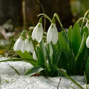Zwiebel Galanthus nivalis – Kleines Schneeglöckchen