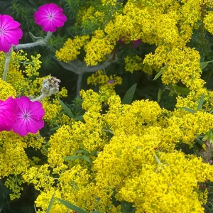 Galium verum  – Echtes Labkraut