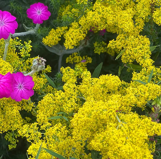 Galium verum – Echtes Labkraut