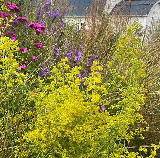 Galium verum – Echtes Labkraut – Bild 4