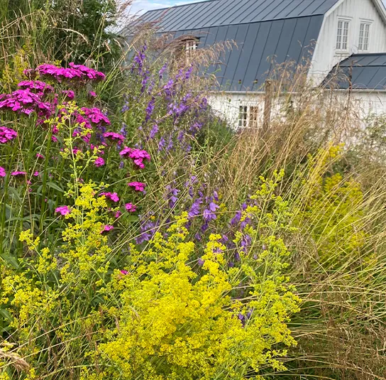 Galium verum – Echtes Labkraut – Bild 8