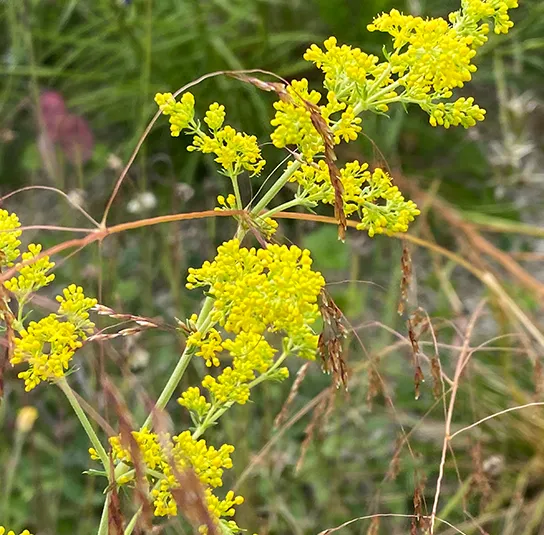 Galium verum – Echtes Labkraut – Bild 7