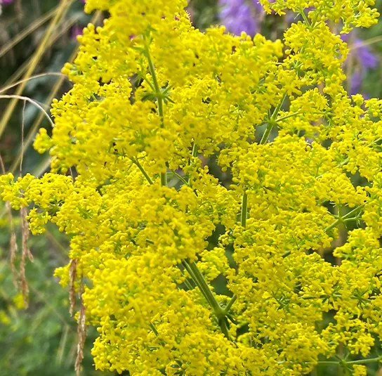 Galium verum – Echtes Labkraut – Bild 9