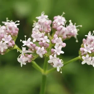 Baldrian (Valeriana officinalis) Saatgut