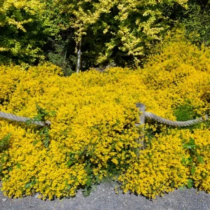 Genista lydia – Stein-Ginster