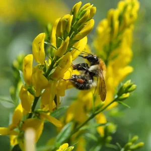 Genista tinctoria – Färber-Ginster