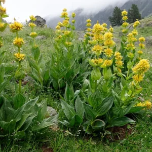 Gentiana lutea – Gelber Enzian