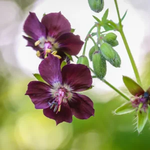 Geranium phaeum – Brauner Storchschnabel