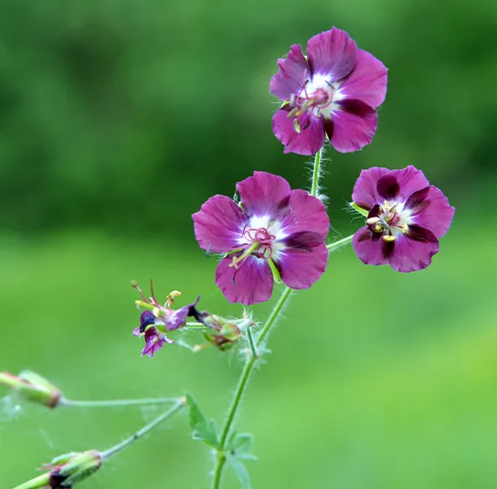 Geranium phaeum – Brauner Storchschnabel – Bild 3