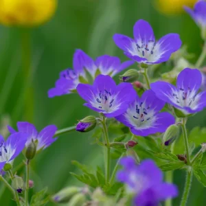 Geranium sylvaticum – Waldstorchschnabel, Heimischer Wald-Storchschnabel