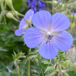 Geranium pratense – Wiesenstorchschnabel