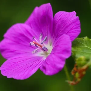 Geranium sanguineum – Blutroter Storchschnabel