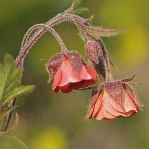 Geum rivale – Bach-Nelkenwurz