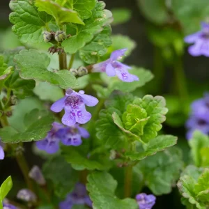 Glechoma hederacea – Gundermann, Gundelrebe