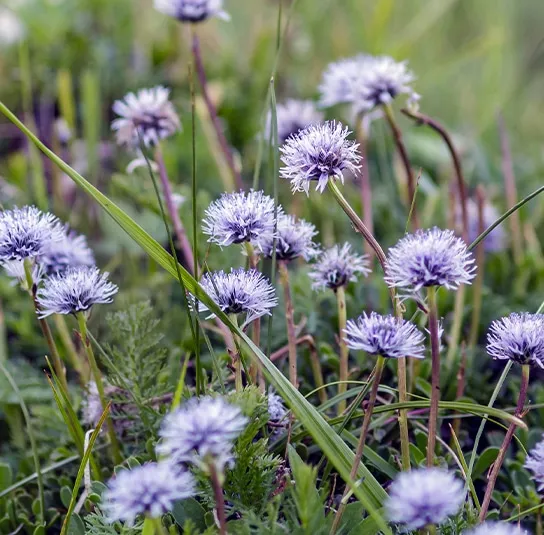 Globularia cordifolia – Herzblättrige Kugelblume – Bild 6