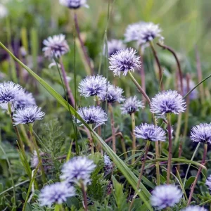 Globularia cordifolia – Herzblättrige Kugelblume