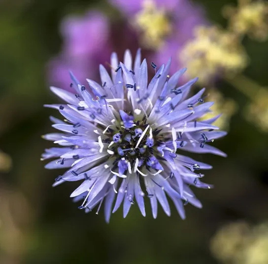 Globularia cordifolia – Herzblättrige Kugelblume – Bild 3