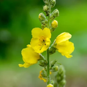 Großblütige Königskerze (Verbascum densiflorum) Saatgut