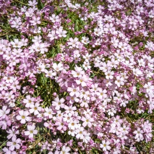 Gypsophila repens ´Rosea` – Rosa Polster-Schleierkraut