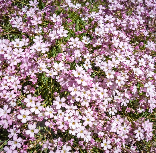 Gypsophila repens ´Rosea` – Rosa Polster-Schleierkraut – Bild 2