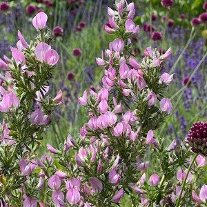 Ononis spinosa – Dornige Hauhechel