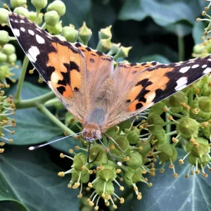 Hedera helix ‚Arbori Compact‘ – Zwerg-Strauch-Efeu