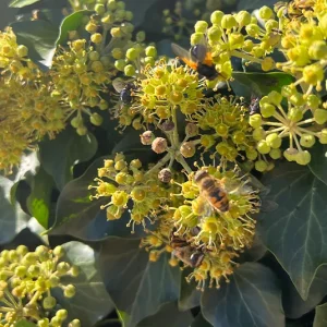 Hedera helix Arborescens – Heimischer Strauchefeu