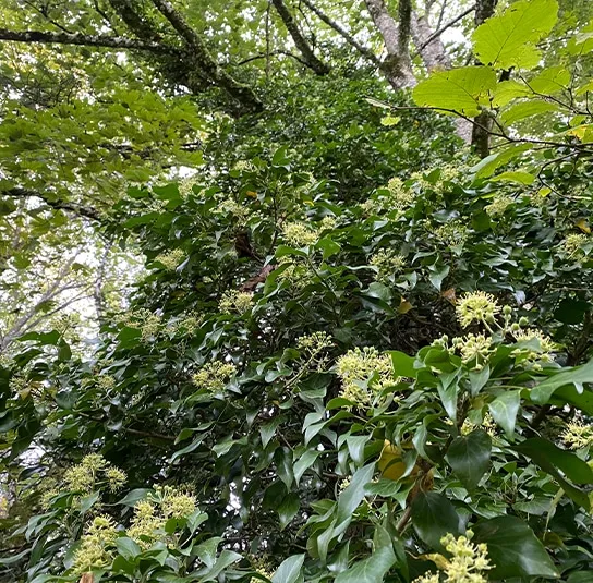 Hedera helix – Heimischer Kletterefeu – Bild 3