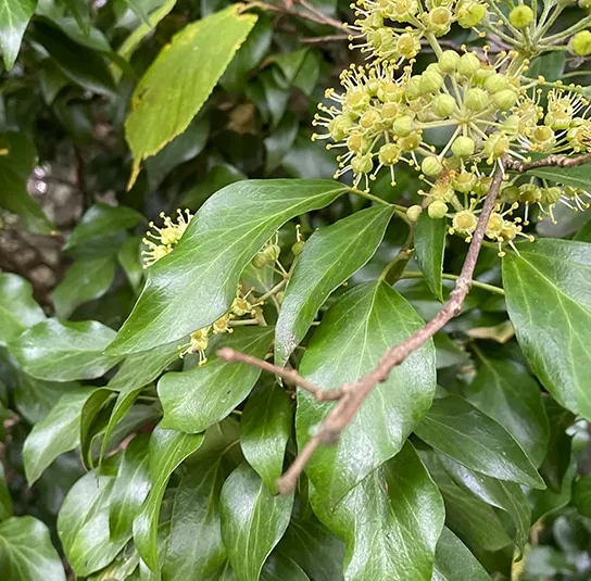 Hedera helix – Heimischer Kletterefeu – Bild 5