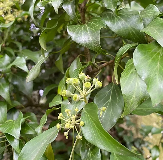 Hedera helix – Heimischer Kletterefeu – Bild 4