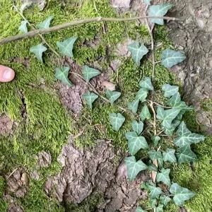 Hedera helix- Heimischer Kletterefeu