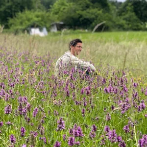 Heilziest (Betonica officinalis) Saatgut