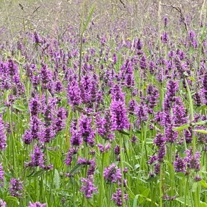 Betonica officinalis – Heilziest