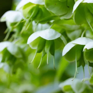 Helleborus viridis – Grüne Nieswurz